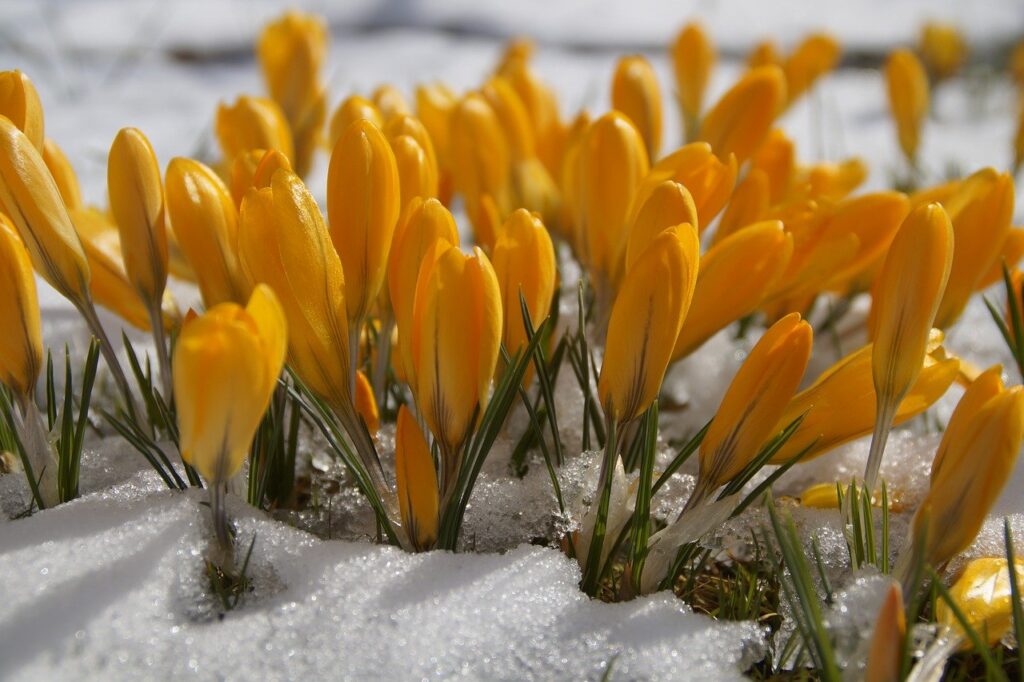 risveglio primavera